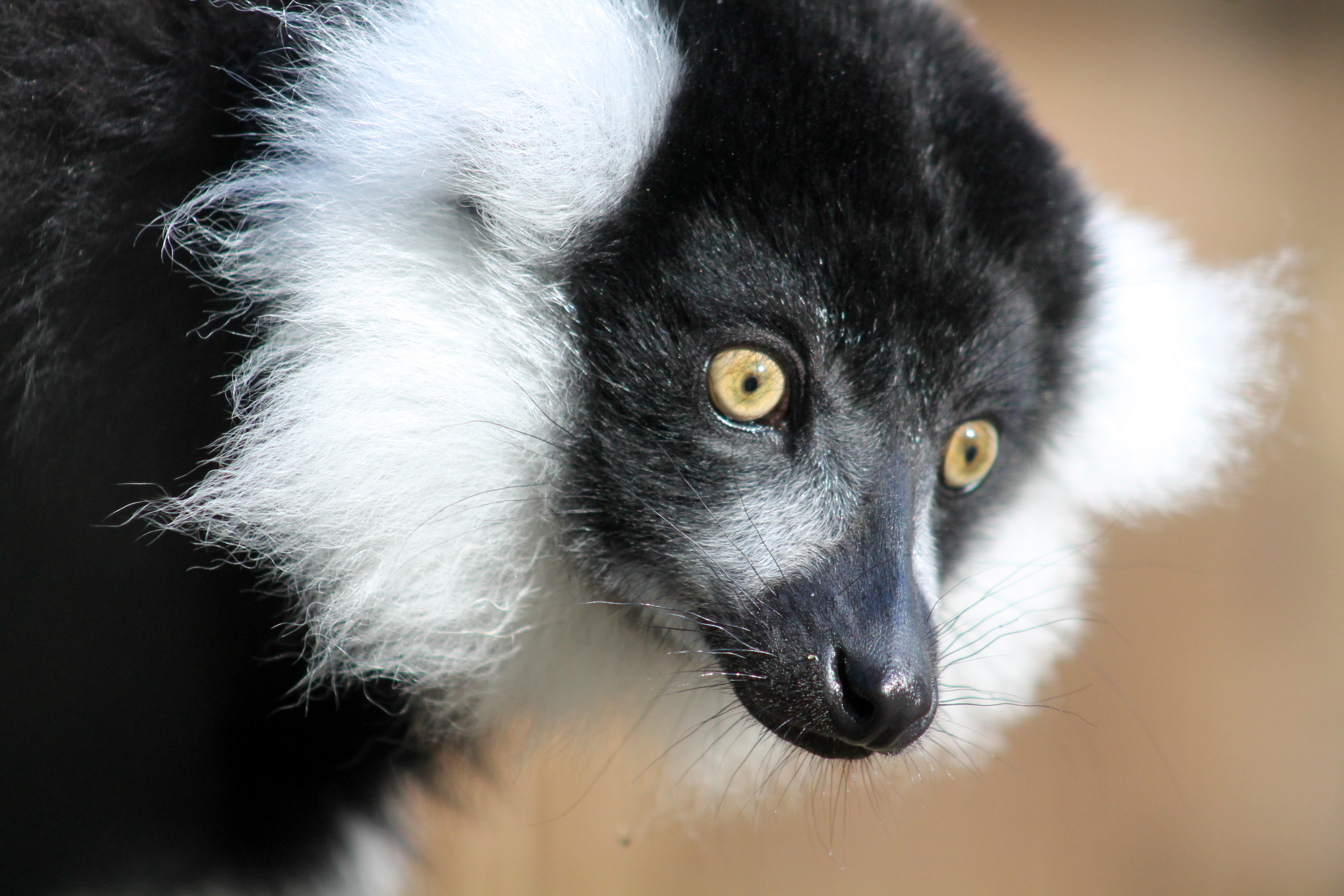 Zwart-witte vari in Zoo Veldhoven